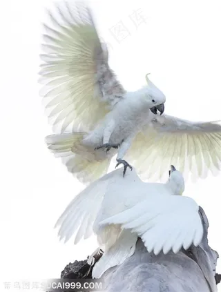 白色鹦鹉小鸟嬉戏