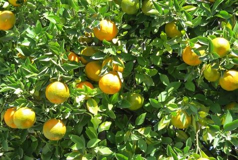 树上的成熟桔子