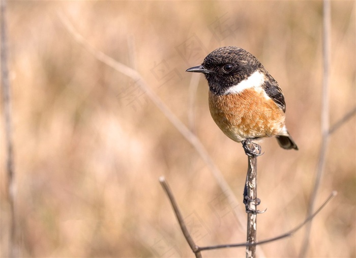 枝头休息的小鸟图片