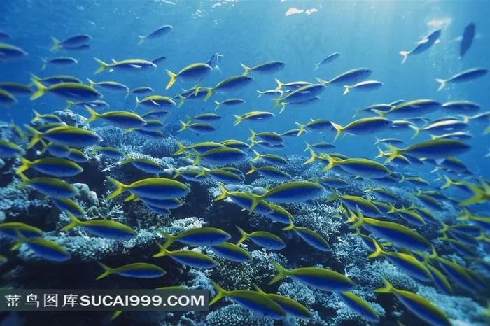 海洋浅水鱼类