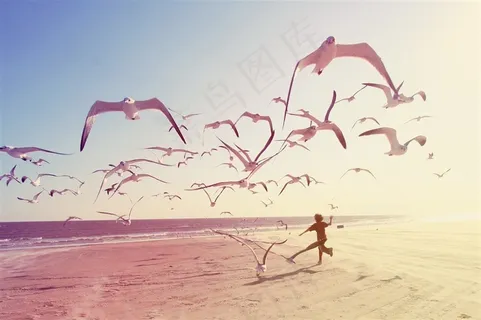 大海上飞翔的海鸥 大海上飞翔的海鸥