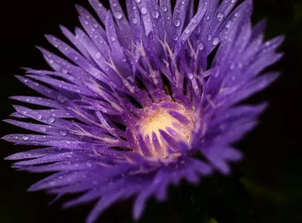 紫色唯美鲜花图片 紫色唯美鲜花图片