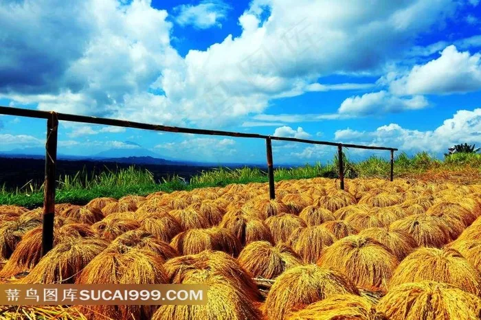 印尼巴厘岛收割的稻穗美景素材