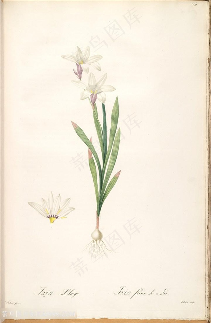 雷杜德原版高清唯美兰花水彩花卉插画