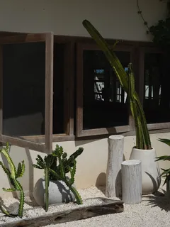 绿色仙人掌仙人球摄影素材 绿色仙人掌仙人球摄影素材