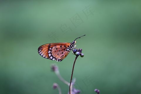 漂亮的花斑蝴蝶图片 漂亮的花斑蝴蝶图片