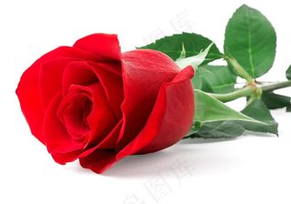 一朵红色的玫瑰花鲜花图片