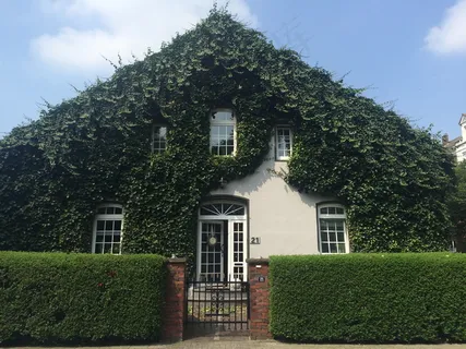 爬满藤蔓的房子图片 爬满藤蔓的房子图片