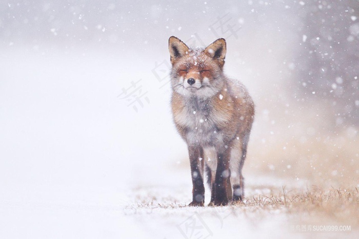 雪中的狐狸图片