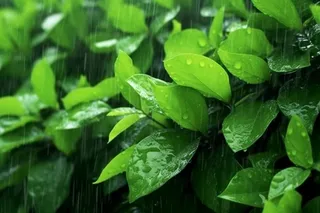 下雨天树叶绿色背景