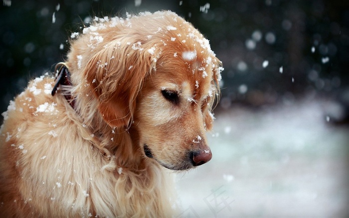 金毛犬狗狗图片