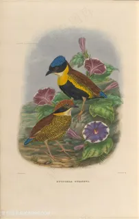 两只小鸟与牵牛花高清油画图片 两只小鸟与牵牛花高清油画图片