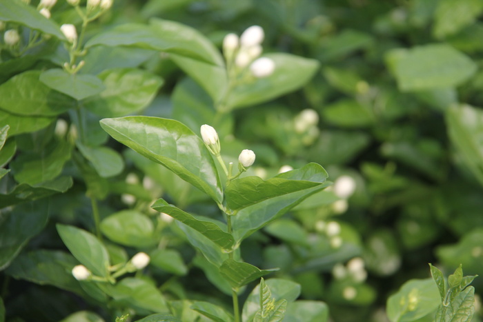 茉莉花采摘季