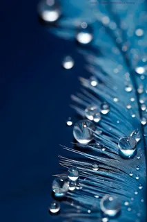 露珠蓝色清新大气背景