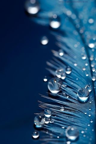 露珠蓝色清新大气背景