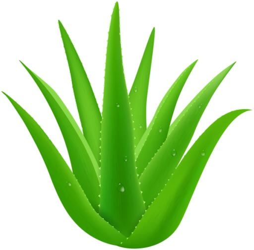 芦荟 PNG免抠(600x591)