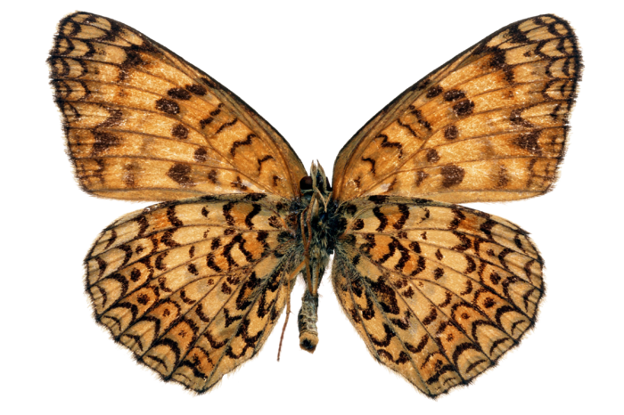 蝴蝶 彩蝶 花蝴蝶 动物 昆虫 免抠