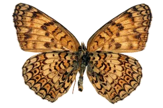 蝴蝶 彩蝶 花蝴蝶 动物 昆虫 免抠