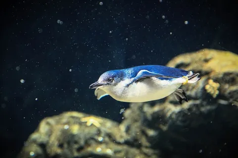 海洋之舟可爱的企鹅精美图