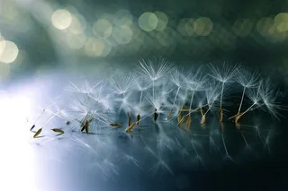 唯美蒲公英鲜花图片