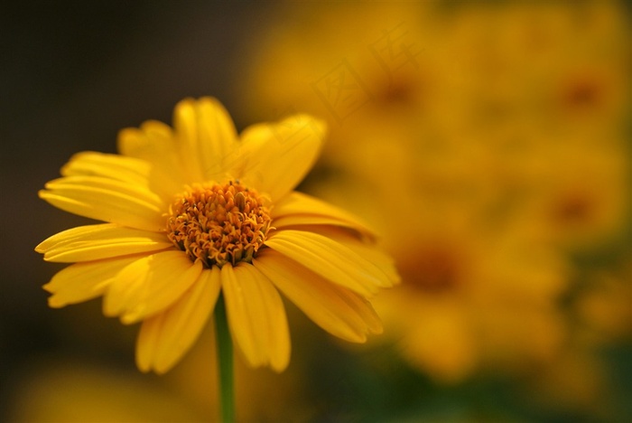 唯美鲜花高清摄影图片