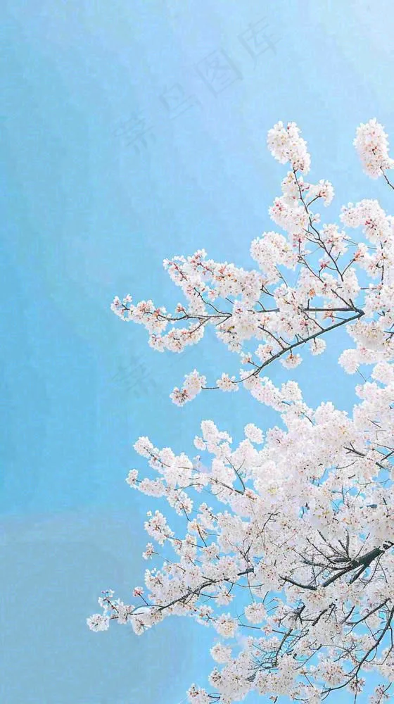 春天开满花朵的树冠仰拍蓝色天空，立春，春分摄影图(816x1456)