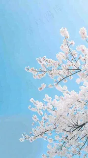 春天开满花朵的树冠仰拍蓝色天空，立春，春分摄影图