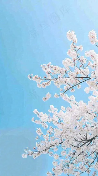 春天开满花朵的树冠仰拍蓝色天空，立春，春分摄影图