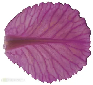 唯美树叶风光素材图片