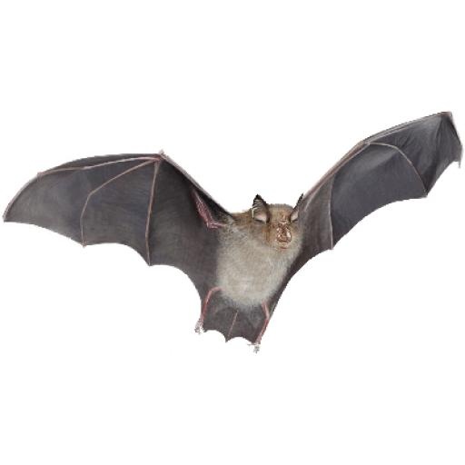 蝙蝠 PNG(400x400)