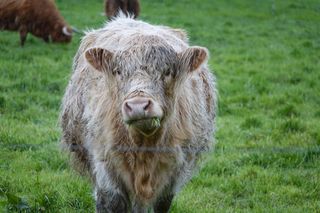 牛奶牛牧场牛奶草原原生态黄牛牦牛