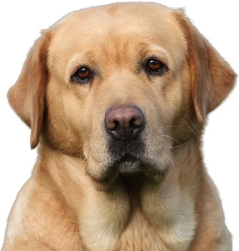 拉布拉多犬 PNG免抠(798x837)
