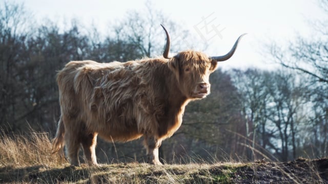 高地的奶牛, 奶牛, 牛, 苏格兰, 家畜, 哺乳动物, 角