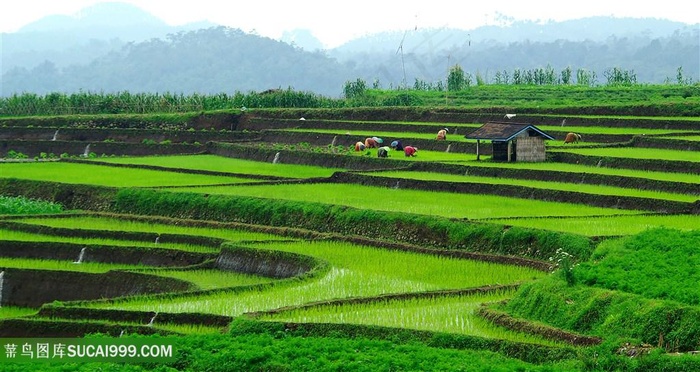 美丽的稻田景色高清图片