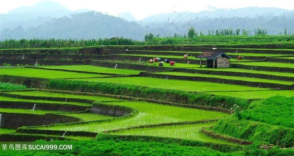 美丽的稻田景色高清图片