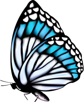 卡通动画动画蝴蝶免扣PNG手绘插画图片素材 (32)