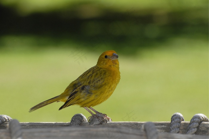 美丽金丝雀图片