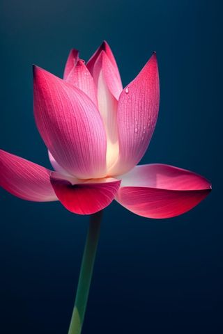 粉色唯美莲花大气背景