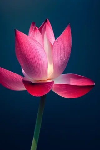 粉色唯美莲花大气背景