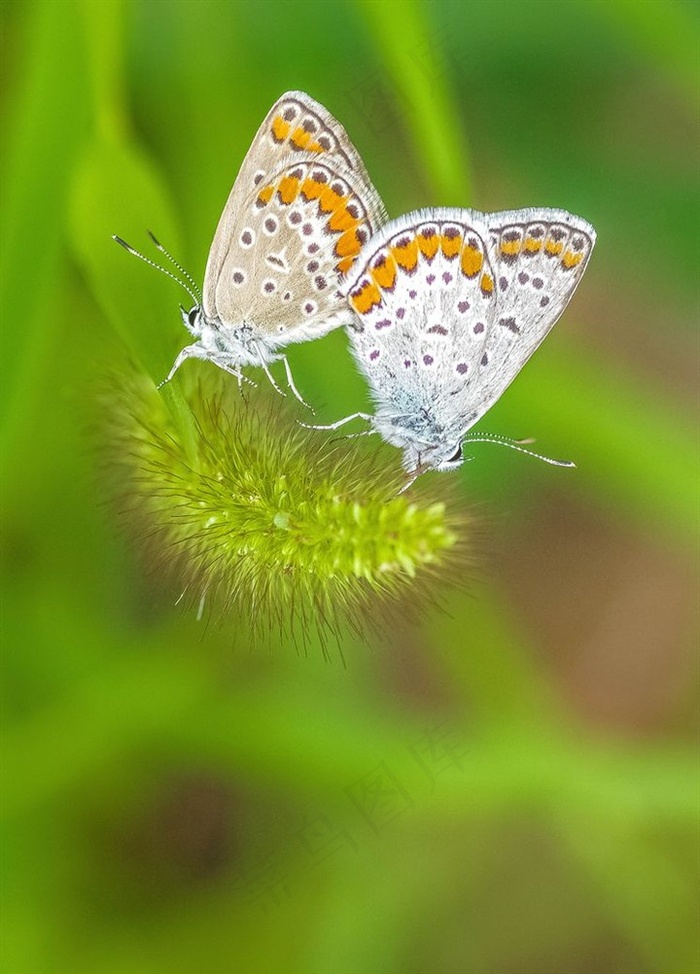 小草上的棕灰蝶