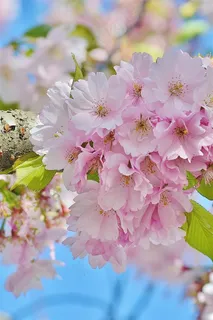 高清樱花鲜花图片
