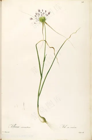 雷杜德原版高清唯美复古花卉花束花草图谱