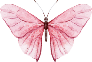 卡通动画动画蝴蝶免扣PNG手绘插画图片素材 (17)