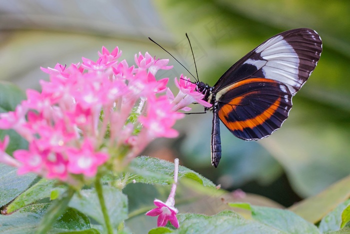 采花粉的蝴蝶图片