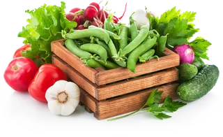 现代农业瓜果菜