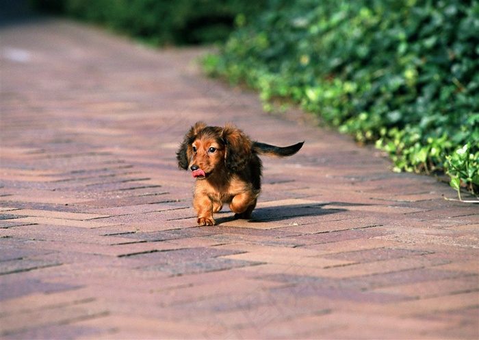 宠物狗家禽家畜素材