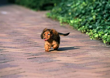 宠物狗家禽家畜素材