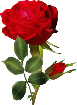 卡通简笔玫瑰花