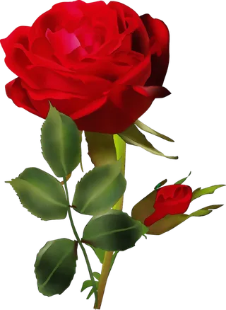 卡通简笔玫瑰花