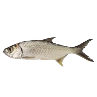 鱼类(21)海鲜超市商品红酒白底图免抠实物摄影png格式图片透明底